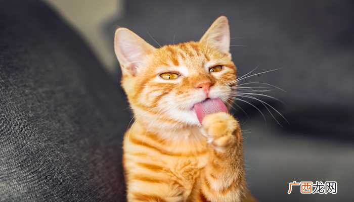 梦见好多猫