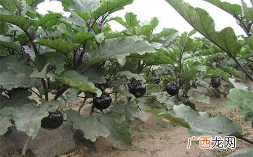 种茄子的种植方法是什么,茄子室内育苗时间和方法？