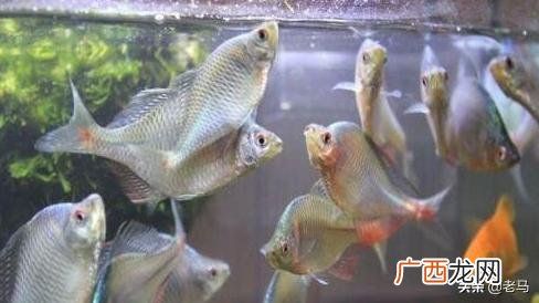 鳑鲏鱼如何养殖,鳑鲏鱼怎么养？