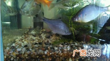 鳑鲏鱼如何养殖,鳑鲏鱼怎么养？