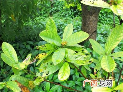常见植物名称,一年级植物有哪些种类名称？