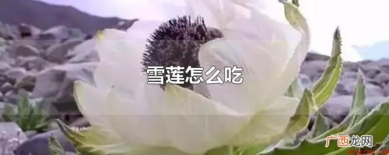 雪莲可以和乌骨鸡、乳鸽、野生甲鱼等食物熬汤喝,还可以用来浸酒 雪莲怎么吃