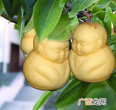 什么人不能吃人参果,人心果和人参果哪个好吃？