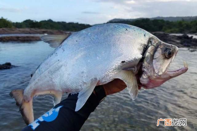 哲罗鲑就是食人鱼吗,世界上最厉害的鱼排名?