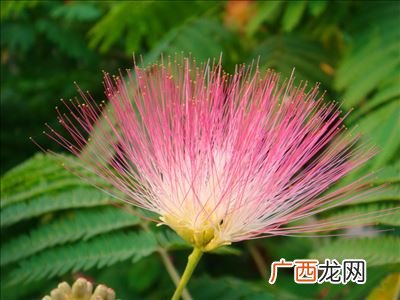 花种子怎么来的,种子从哪来？