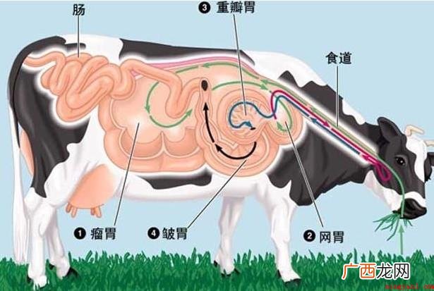 有关一只牛有多少个胃? 一只牛有多少个胃