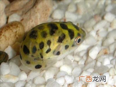 潜水艇鱼好养不,潜水艇鱼能在朔料缸里面吗？不用氧气它能活多久？