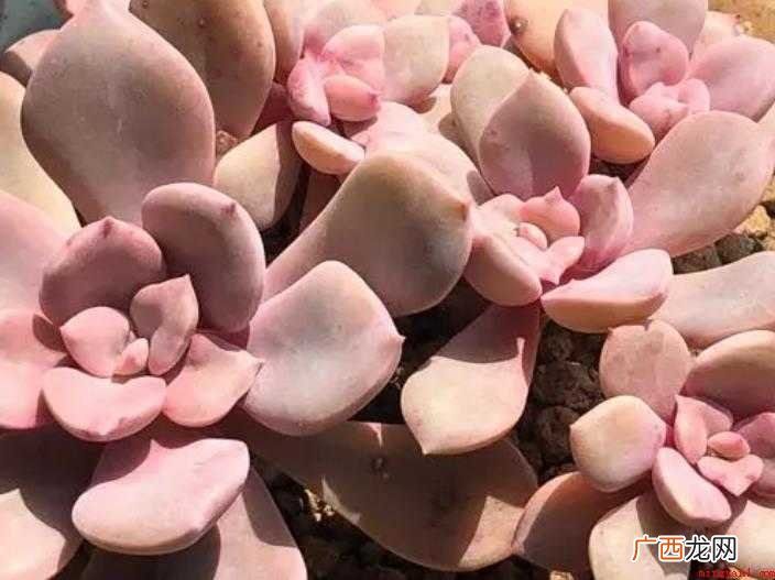 挨挨挤挤例句有哪些 网友:不知情的网友们 挨挨挤挤例句有哪些