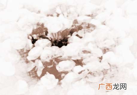 蔷薇花的含义,三朵白蔷薇花的花语？