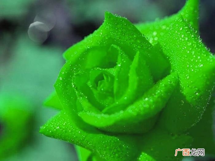 绿蔷薇的花语是什么,表达爱的花语？