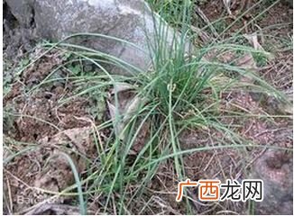 山蒜能吃吗,小根蒜的根须能吃吗？