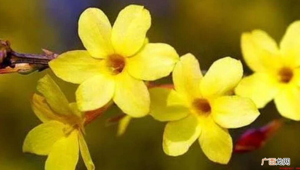 迎春花是什么颜色