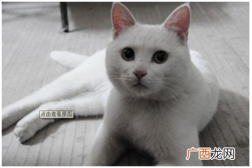 猫为什么喜欢舔人,猫为什么总舔人爪子张开？