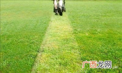 草坪的修剪高度以留茬多少为宜,留茬什么意思？