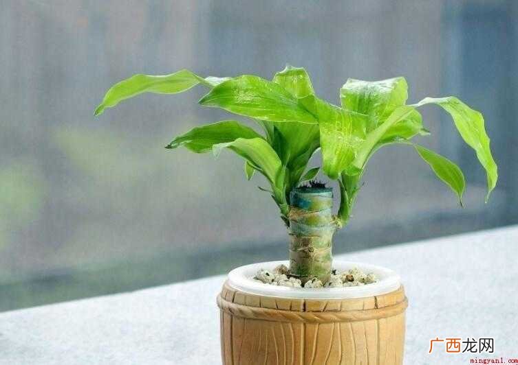 巴西木开花多久一次