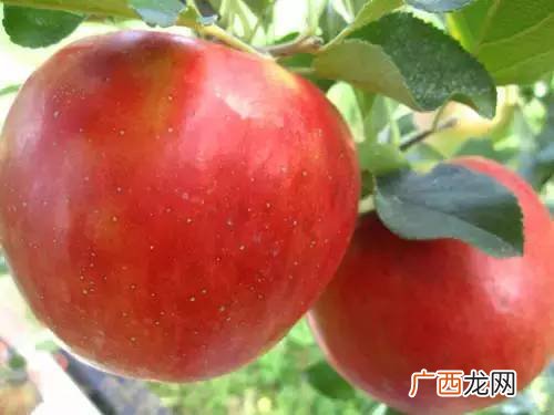 罩杯分别像什么水果,网络用语abcd是什么？