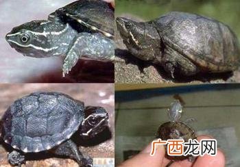 麝香龟能长多大,5厘米麝香龟有几年了？