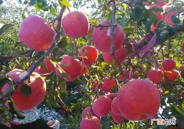 山东烟台市蓬莱市特色产品介绍 蓬莱有什么特产