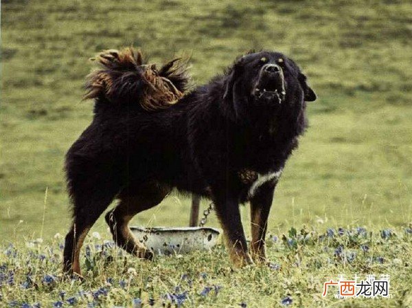 獒是什么意思,獒是姓吗？