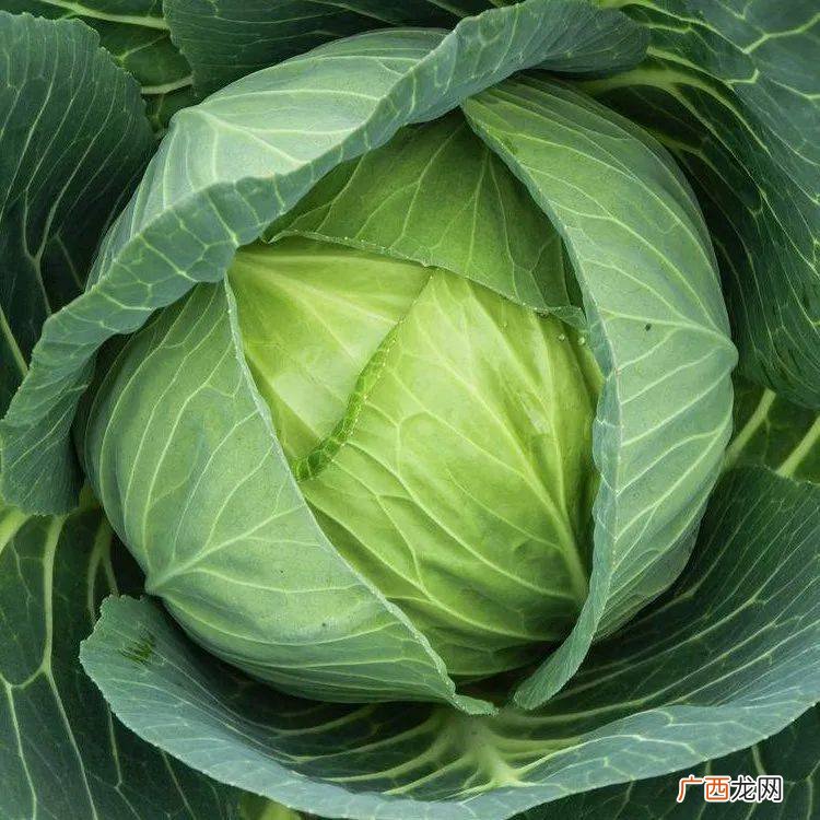 甘蓝菜是怎么回事,疙瘩白与甘蓝的区别？