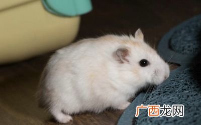 仓鼠死前征兆,仓鼠为什么会有种快死的感觉？