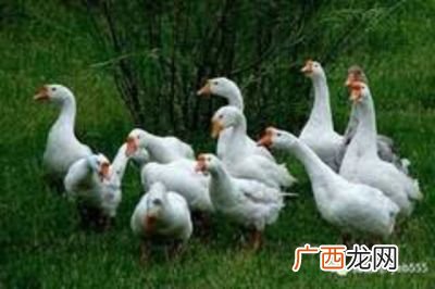 雏鹅吃什么食物,一个月的小鹅吃什么？