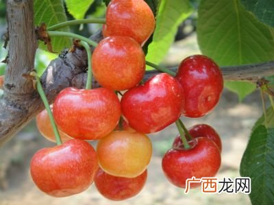 果实磊磊还是果实累累,?果实磊磊的意思？
