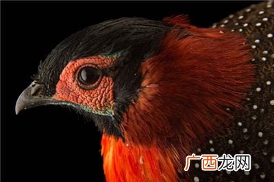 成语什么珍禽,形容鸟群飞的成语？