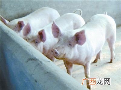 猪的种类有几种,猪的经济类型有哪些?