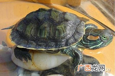 巴西龟有听觉吗,巴西龟害怕什么声音？