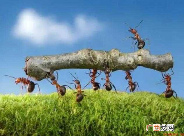 《我发现了蚂蚁的秘密》作文怎么写 大自然可真奇妙!