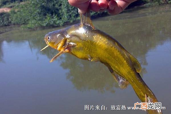 黄颡鱼养殖,黄姑鱼人工养殖方法？