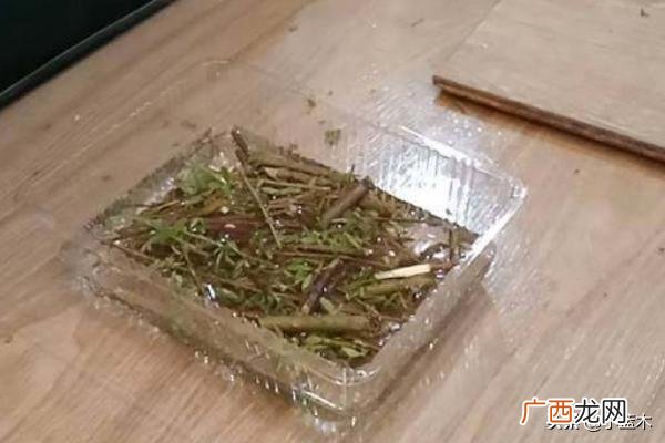 生根粉配方,如何自制生根粉？
