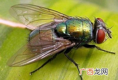 怎么样才能消灭苍蝇,怎样可以消灭小的苍蝇？