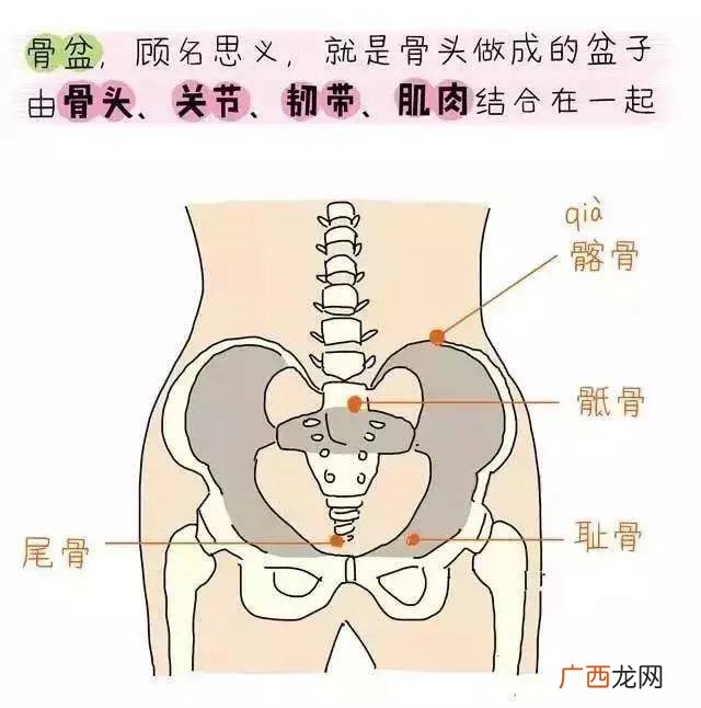 盆底肌是什么部位,盆底肌在哪里？
