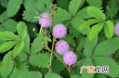 含羞草的种子在哪儿,怎样让含羞草种子发芽？