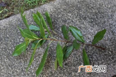 落叶树的叶子一年四季的变化,落叶的变化过程？
