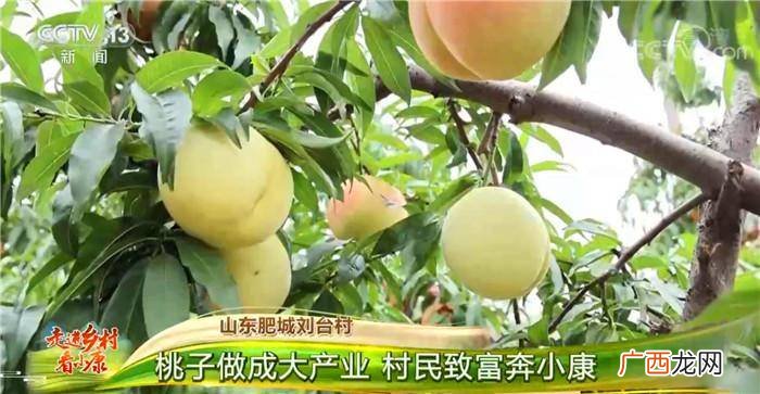 关于桃子的网名昵称,桃子名字大全可爱简单好听？