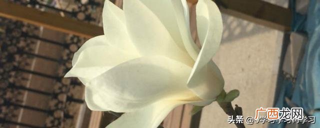 白玉兰什么时候开花,白玉花什么时候开花？