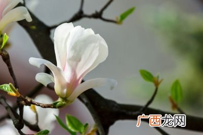 白玉兰什么时候开花,白玉花什么时候开花？