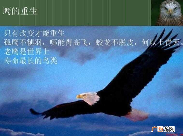 《鹰的重生》给我们的启示是什么