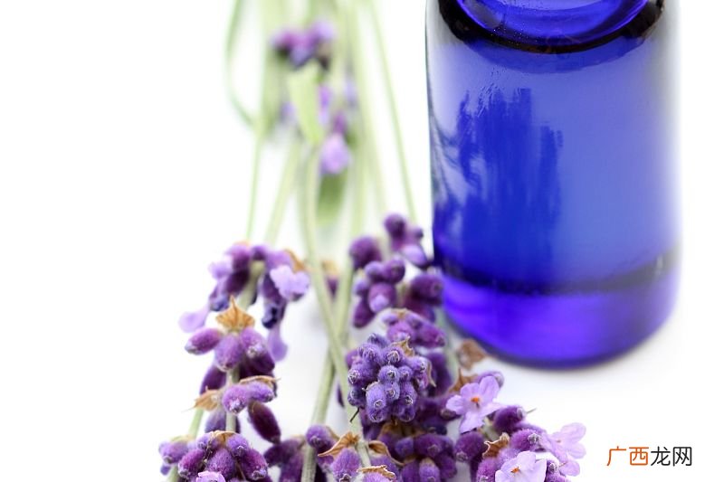 薰衣草纯露制作方法,纯露里可以加精油吗？