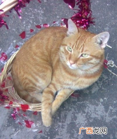猫咪老师是什么品种的猫,三色母猫可以取什么名字？