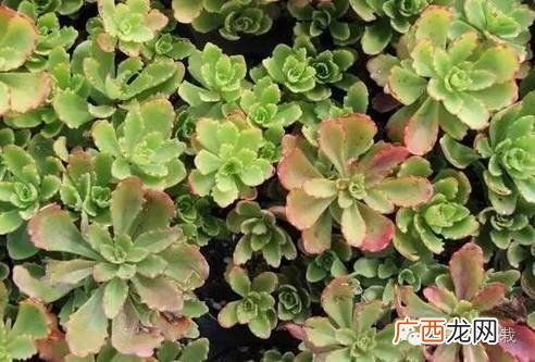 景天植物包括哪些,景天科厚叶属多肉都有哪些？