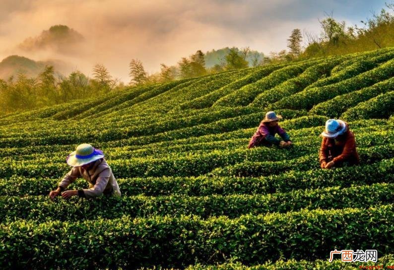 望海茶茶史追溯是什么