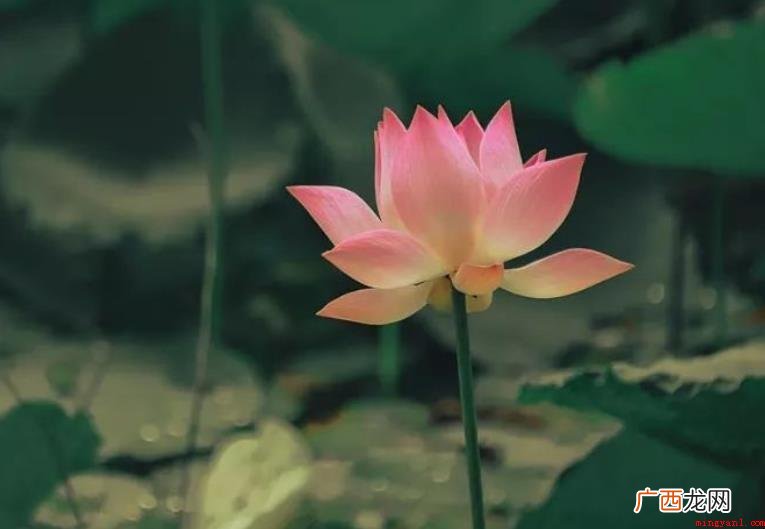 针对恬淡怎么造句_恬淡造句 淡然怎么造句