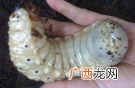 独角仙长什么样,独角仙小时候长什么样?