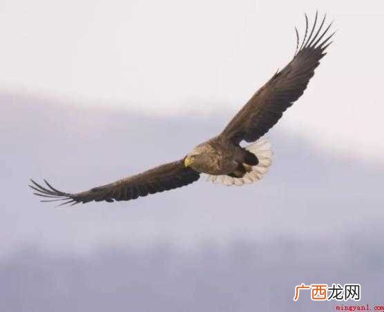 关于扶摇而上是什么意思 扶摇而上是什么意思