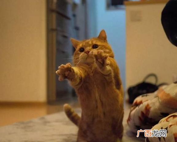 矮脚猫为什么不好繁育,矮脚和矮脚配出什么猫？
