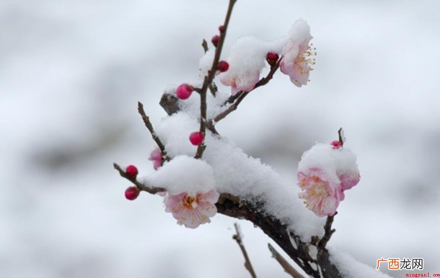 遥知不是雪为有暗香来指的是什么植物